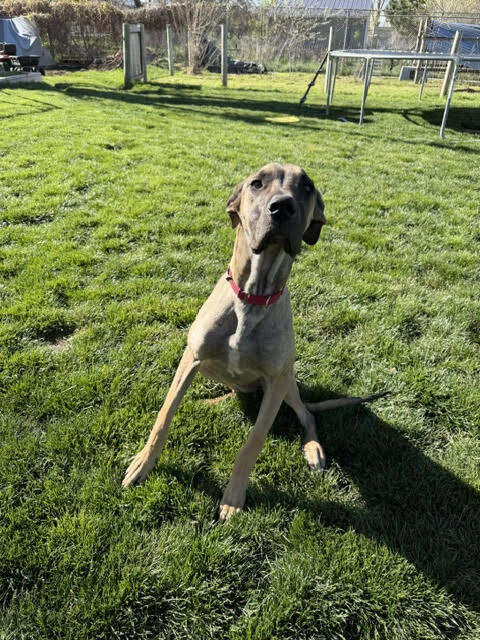 Picture of the Animal Listed